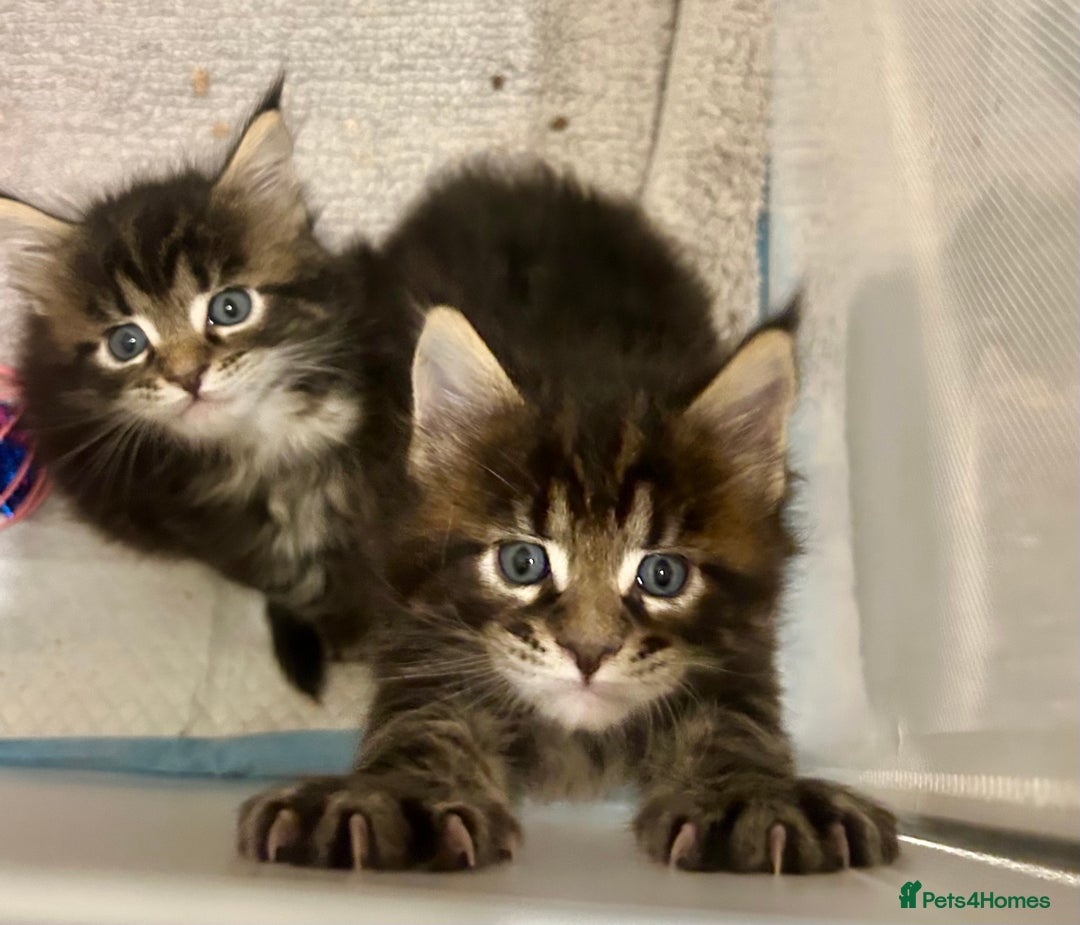 Maine Coon cats for sale: GCCF reg Maine Coon Kittens Stunning Tabby litter - Image 17