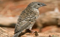 Finches birds for sale: Various finches - Image 3