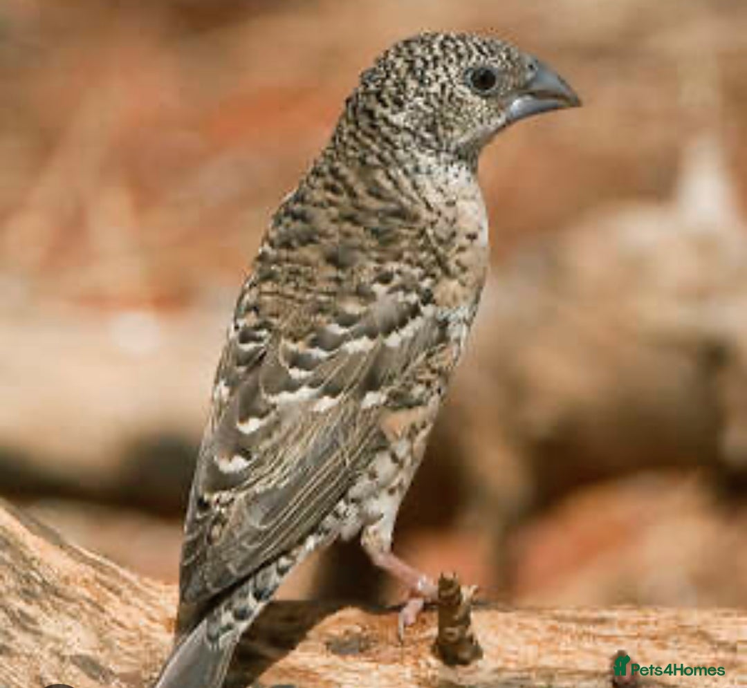 Finches birds for sale: Various finches - Image 3