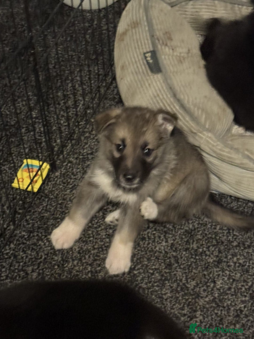 Shepsky dogs for sale: Shepski pups - Advert 15