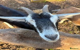 Goats livestock for sale: 3 Toggenburg Nanny Goats - Advert 6