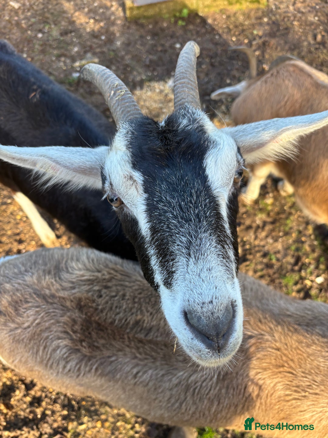 Goats livestock for sale: 3 Toggenburg Nanny Goats - Advert 6