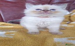 Ragdoll cats for sale: Stunning GCCF Registered Ragdoll Kittens. - Image 10