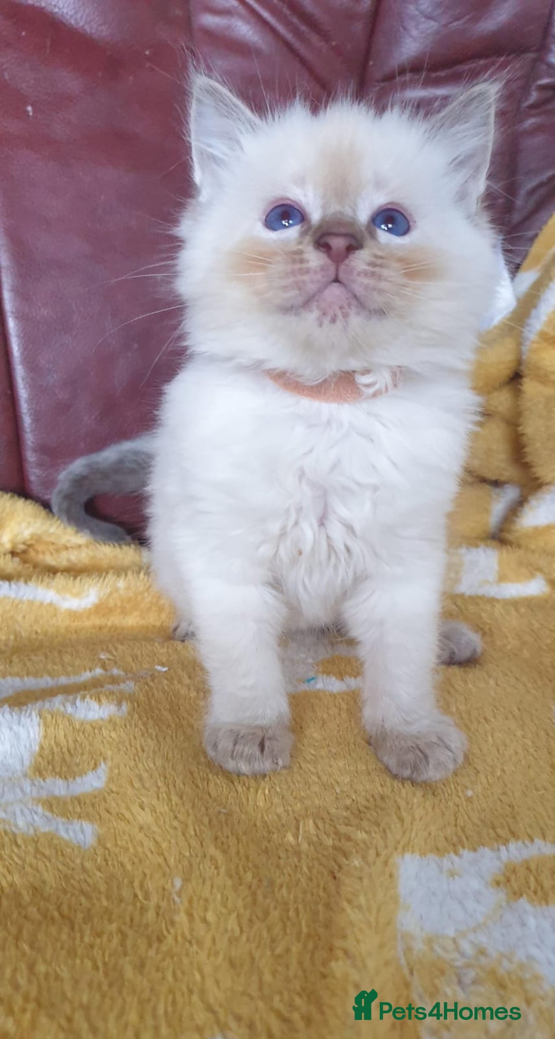 Ragdoll cats for sale: Stunning GCCF Registered Ragdoll Kittens. - Image 10