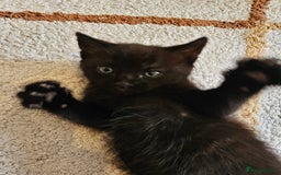 Mixed Breed cats for sale: Cute black kitten - Image 5
