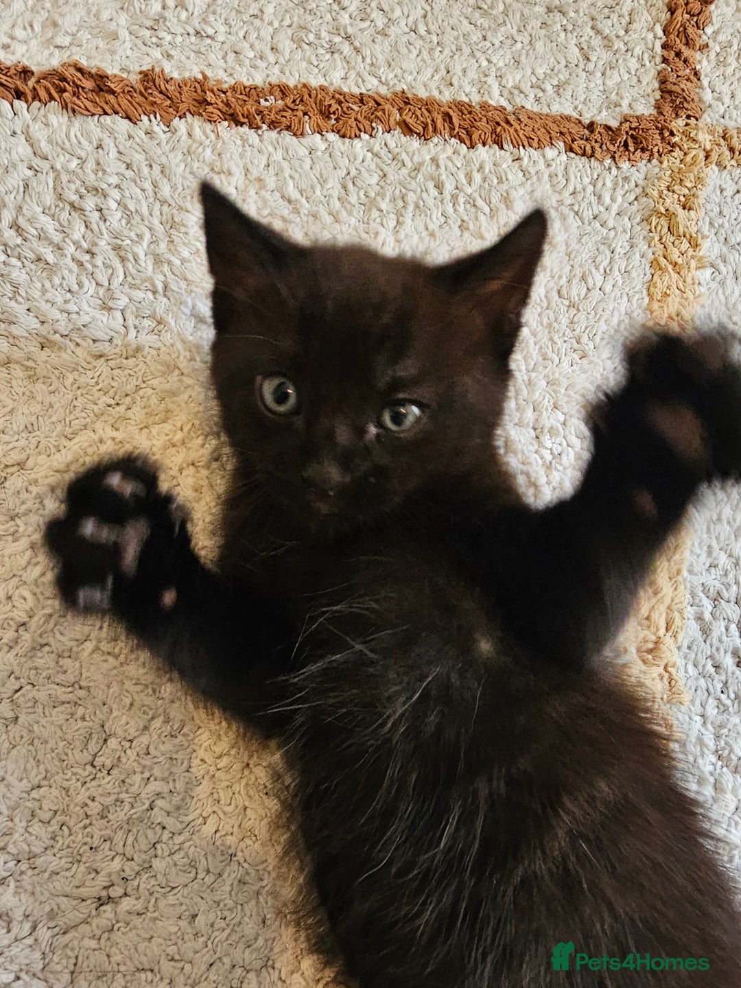 Mixed Breed cats for sale: Cute black kitten - Image 5