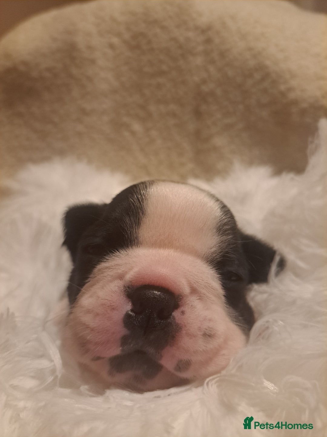 Boston Terrier dogs for sale: Boston terrier puppies - Advert 15
