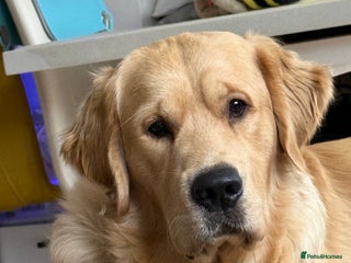 Golden Retriever dogs - Advert 1