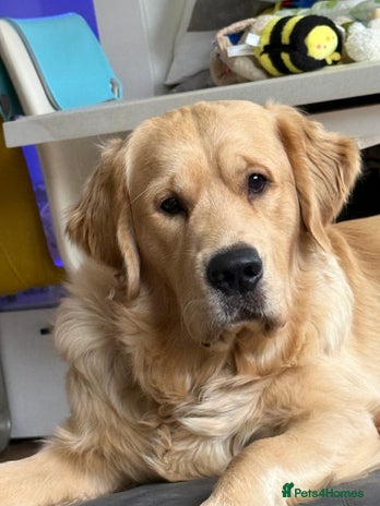 Golden Retriever dogs - Advert 1