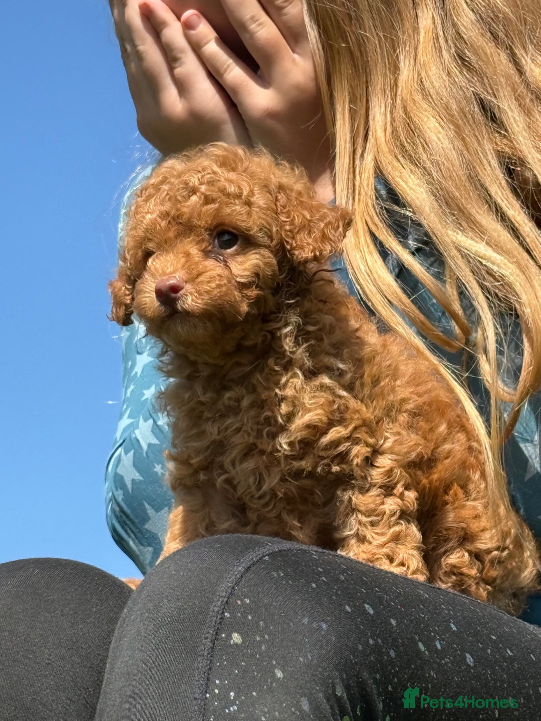Toy Poodle dogs for sale: Miniature toy poodles - Image 7