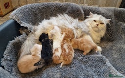 Scottish Fold cats for sale: Six little wonders looking for a new home - Image 13