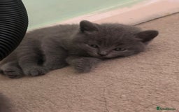 Scottish Fold cats for sale: Scottish fold/straight boys ready for reservation. - Image 7