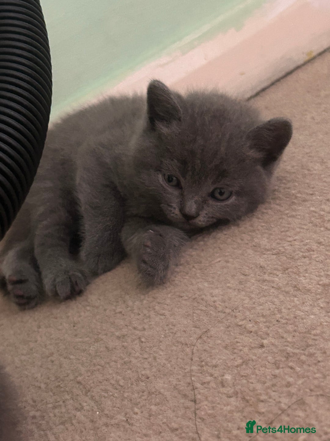 Scottish Fold cats for sale: Scottish fold/straight boys ready for reservation. - Image 7