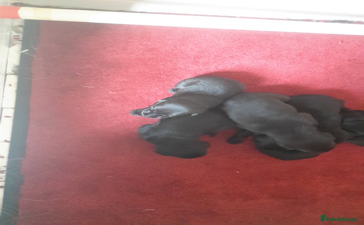 Labrador Retriever dogs - Advert 9