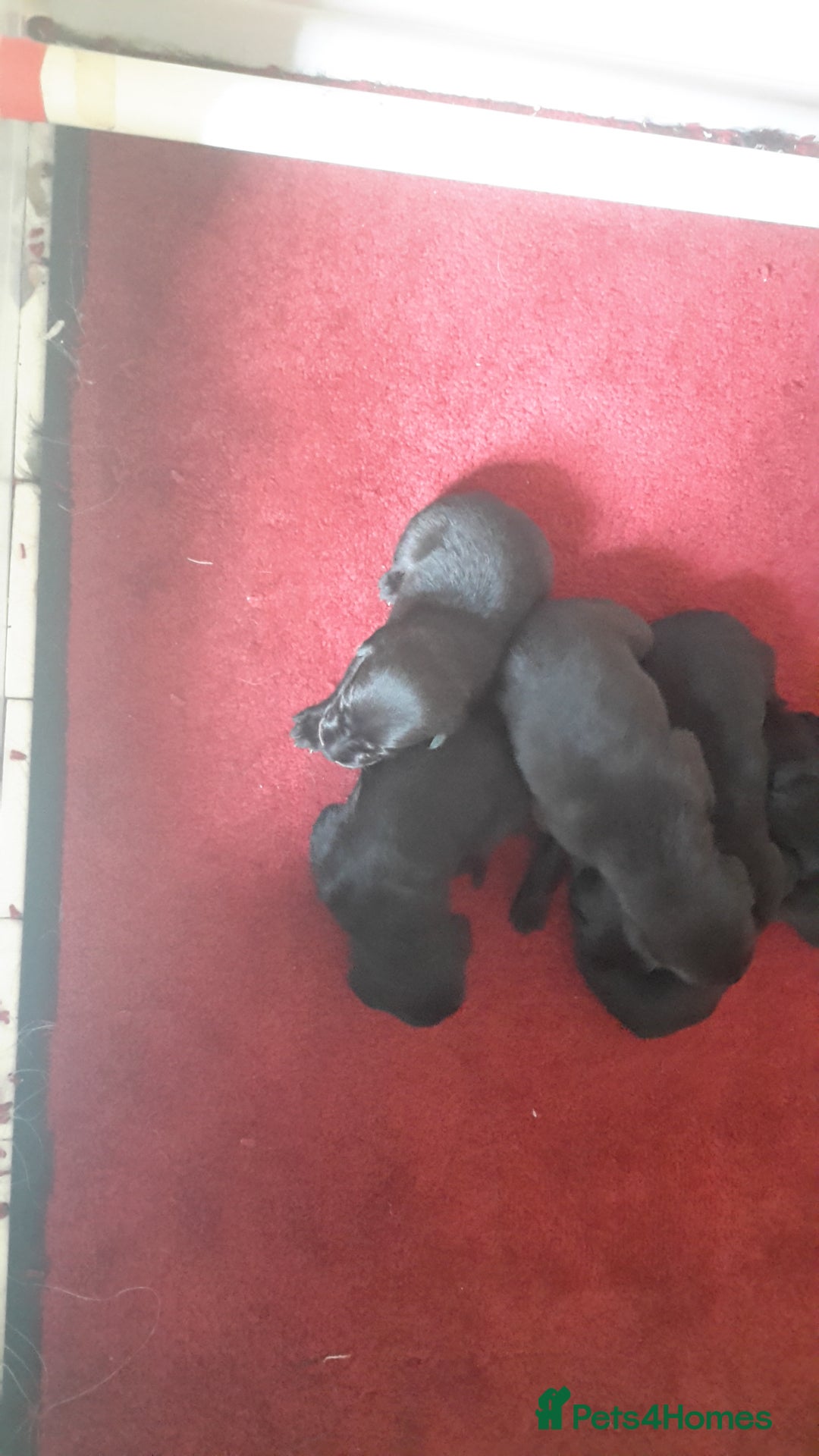 Labrador Retriever dogs for sale: Pedigree Black Labrador Pups - Image 1