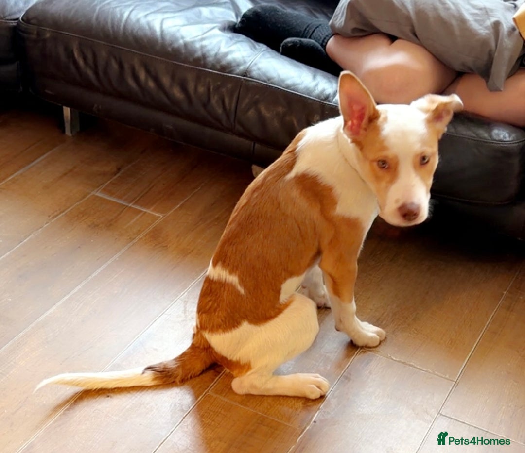 Mixed Breed dogs for sale: 1 puppy  - Advert 3