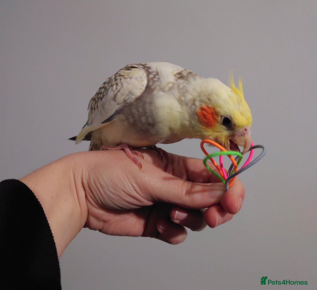 Cockatiels birds for sale: Hand reared silly tame DNA sexed baby cockatiels  - Image 28