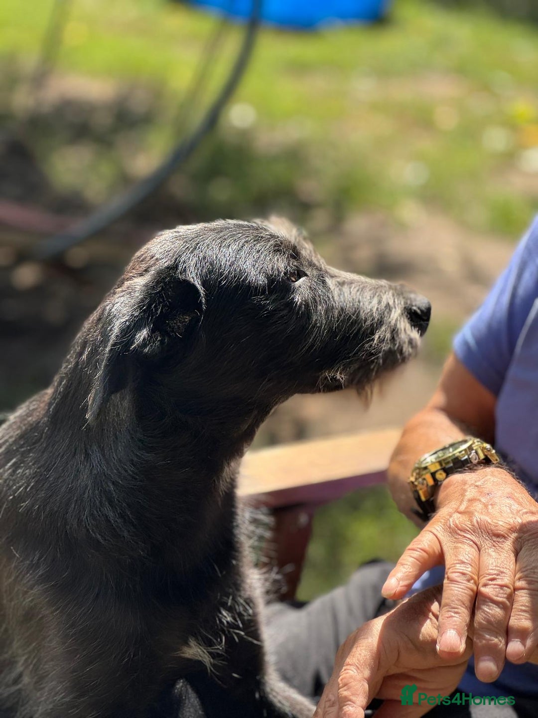 Mixed Breed dogs for adoption: LIA - a Beautiful young Girl, for a Loving Home - Image 25
