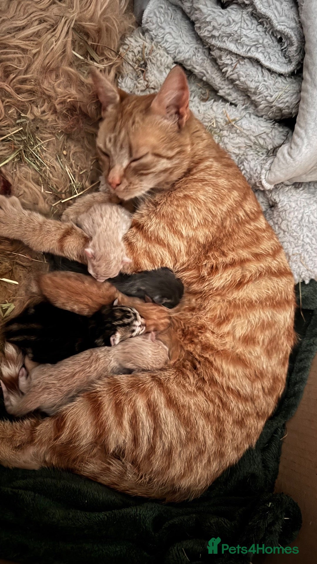 Mixed Breed cats 5 Farm Kittens For Sale - Advert 1
