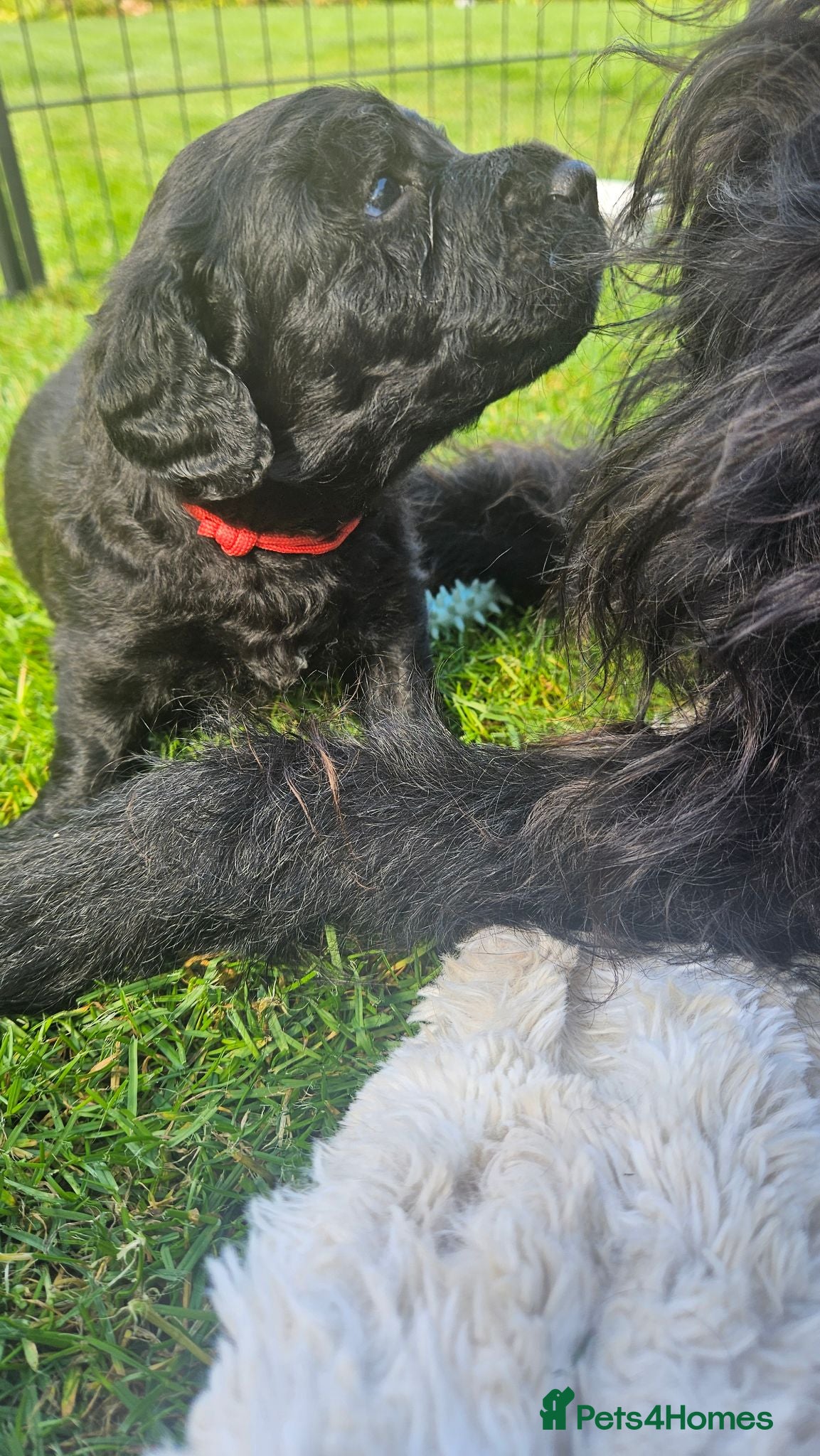Mixed Breed dogs F2 Miniature Australian Double Doodle  - Advert 3