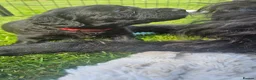 Double Doodle dogs for sale: F2 Miniature Australian Double Doodle  - Advert 22