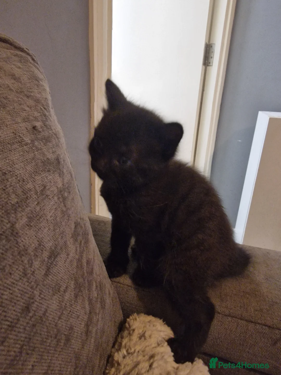 Mixed Breed cats for sale: Long haired kittens - Advert 9