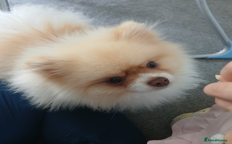Pomeranian dogs - Advert 18