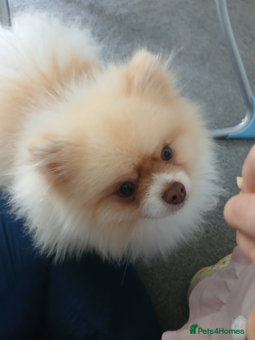 Pomeranian dogs for stud: Stunning KC registered pedigree STUD  - Advert 2