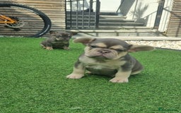 French Bulldog dogs for sale: LAST GIRL Chocolate French Bulldog puppies - Image 10