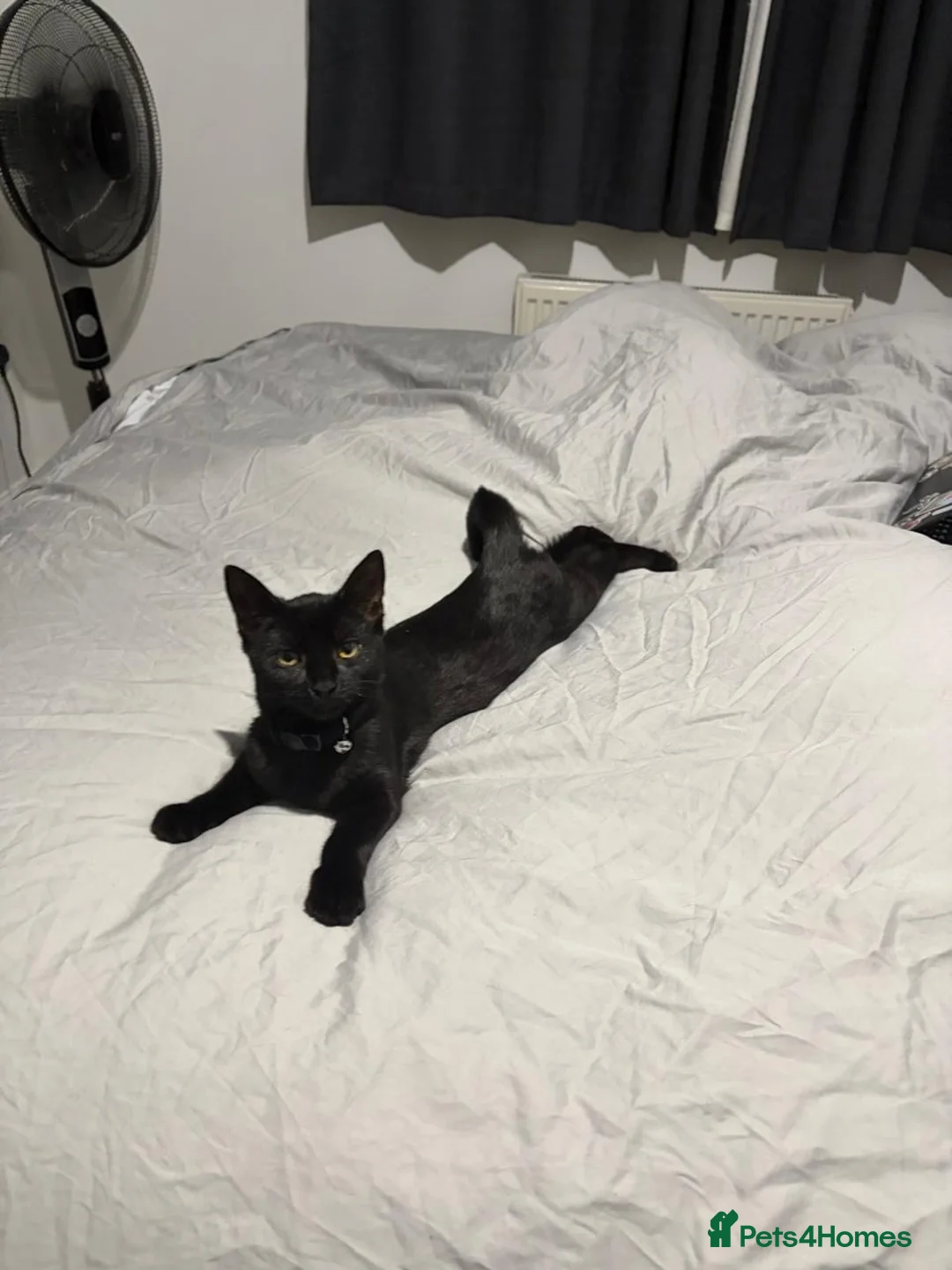 Bombay cats for sale: 6 month old energetic clingy kitten for adoption - Advert 2