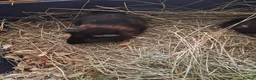 Guinea Pig rodents for sale: Baby guinea pigs for sale  - Advert 9