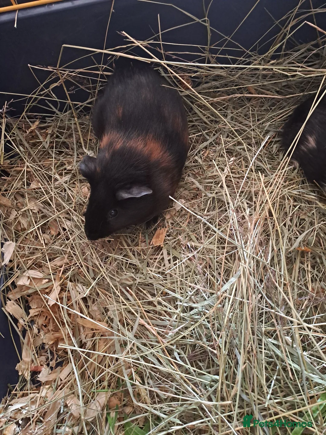 Guinea Pig rodents for sale: Baby guinea pigs for sale  - Advert 9