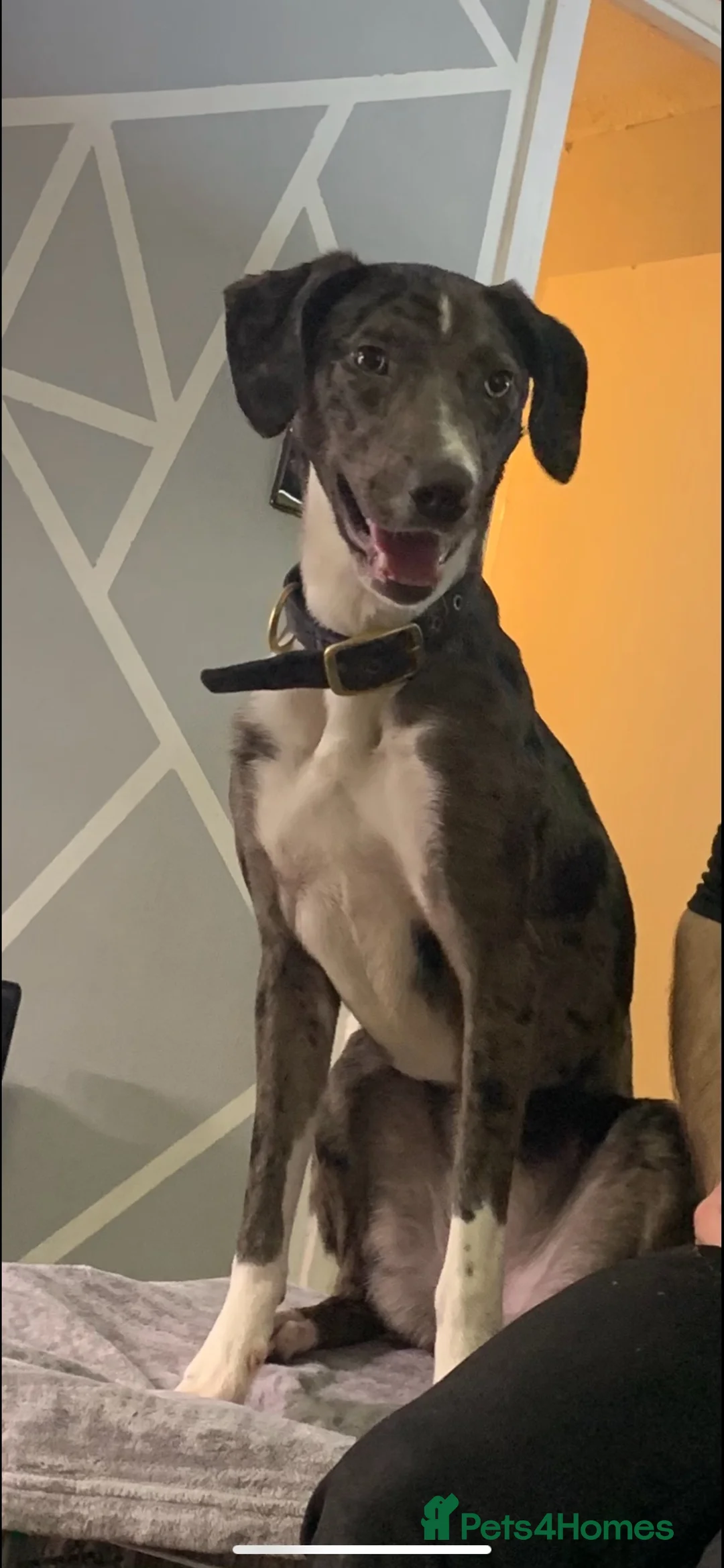 Mixed Breed dogs for sale: Rehoming this beauty - Advert 1