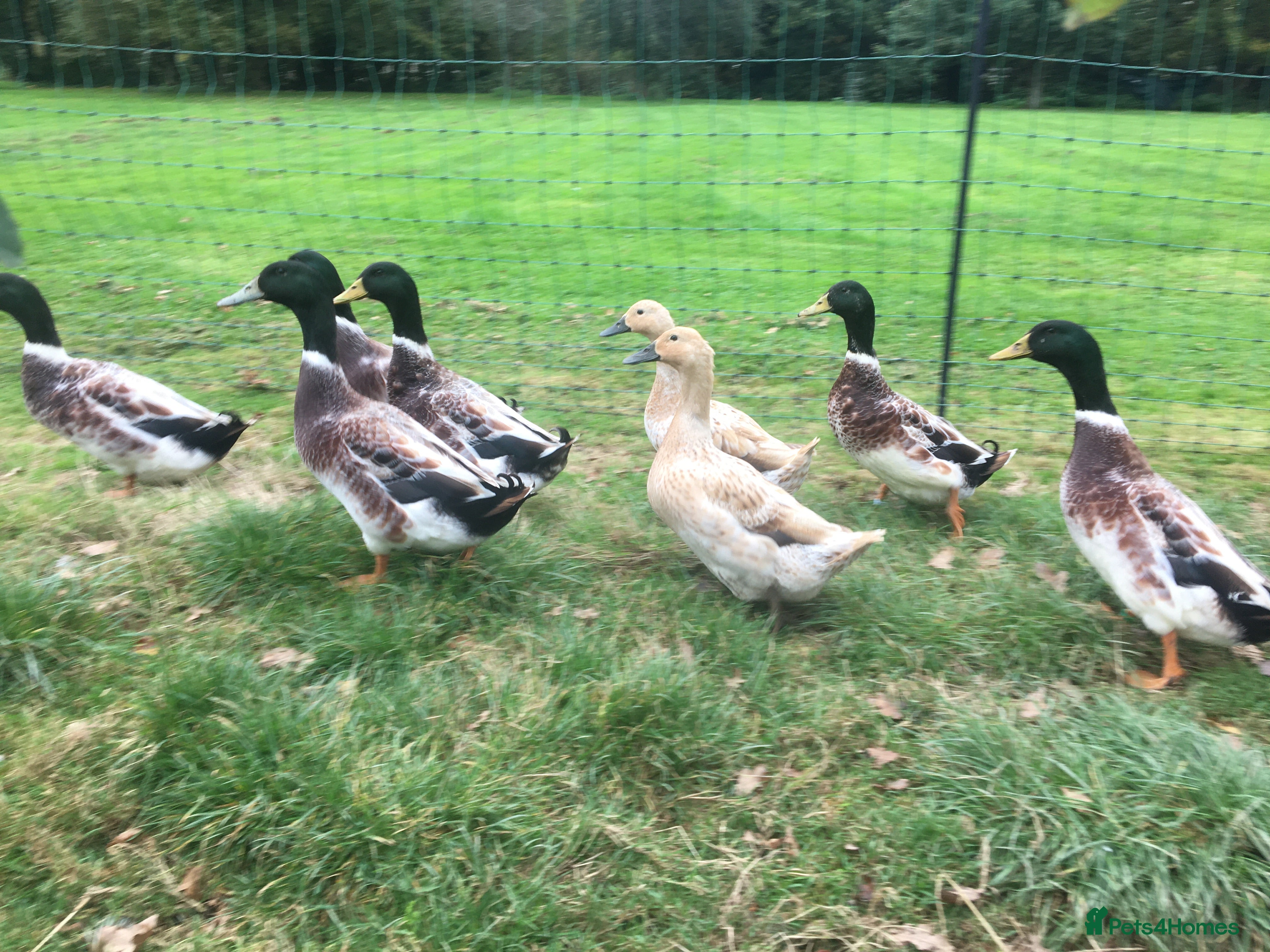 Ducks poultry Welsh Harlequin Drakes - Advert 2