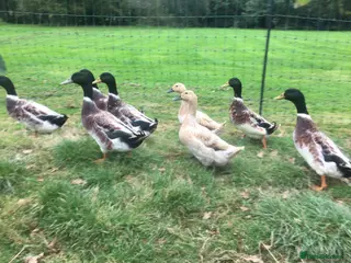 Ducks poultry Welsh Harlequin Drakes - Advert 5