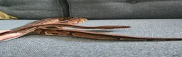 Python Snake reptiles for sale: Various Royal Pythons - Advert 12