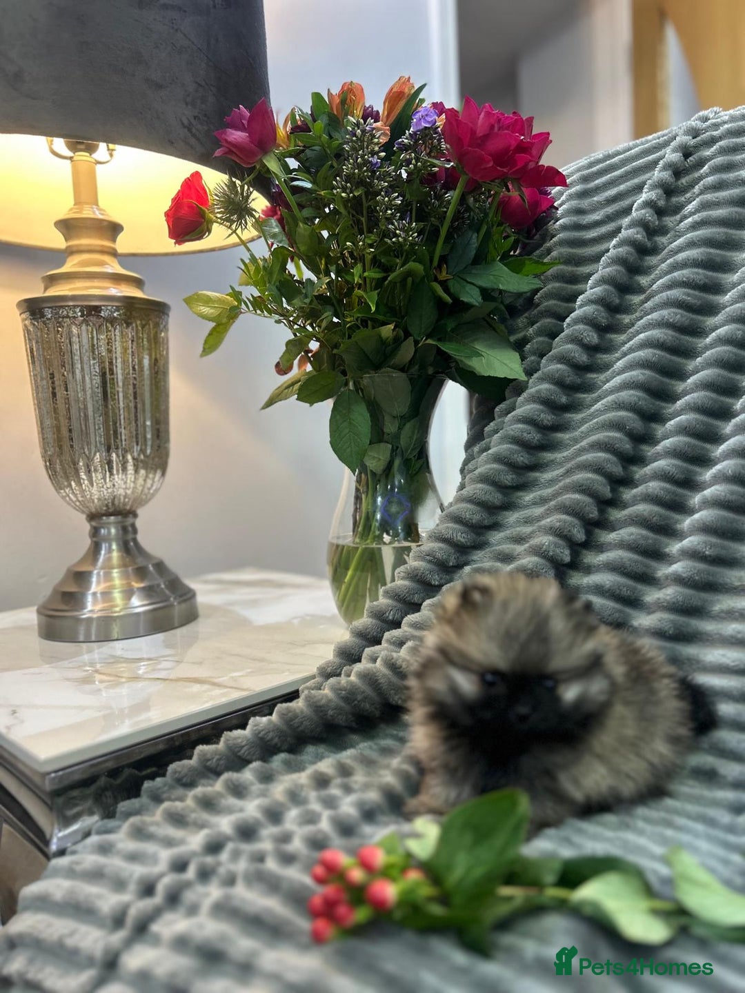 Pomeranian dogs for sale: Show quality tiny beautiful show stopper poms 💙🩷 - Advert 11