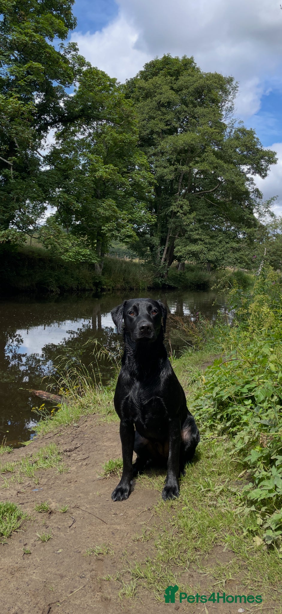 Labrador Retriever dogs for sale: Fox Red Working Labrador Puppies - Advert 2
