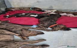 Mixed Breed dogs for sale: 8 beautiful presa canario x huntaway puppies  - Image 10