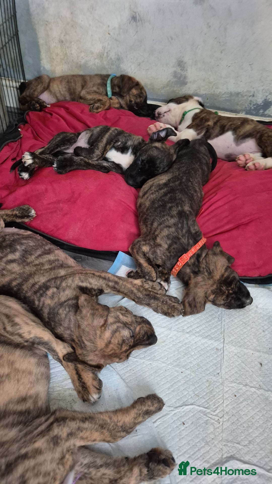 Mixed Breed dogs for sale: 8 beautiful presa canario x huntaway puppies  - Image 10