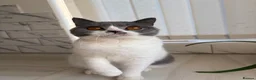 British Shorthair cats for sale: Blue and white British shorthair  - Advert 6