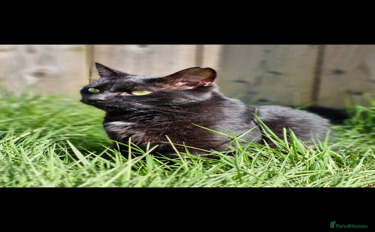 Domestic Shorthair cats - Advert 5