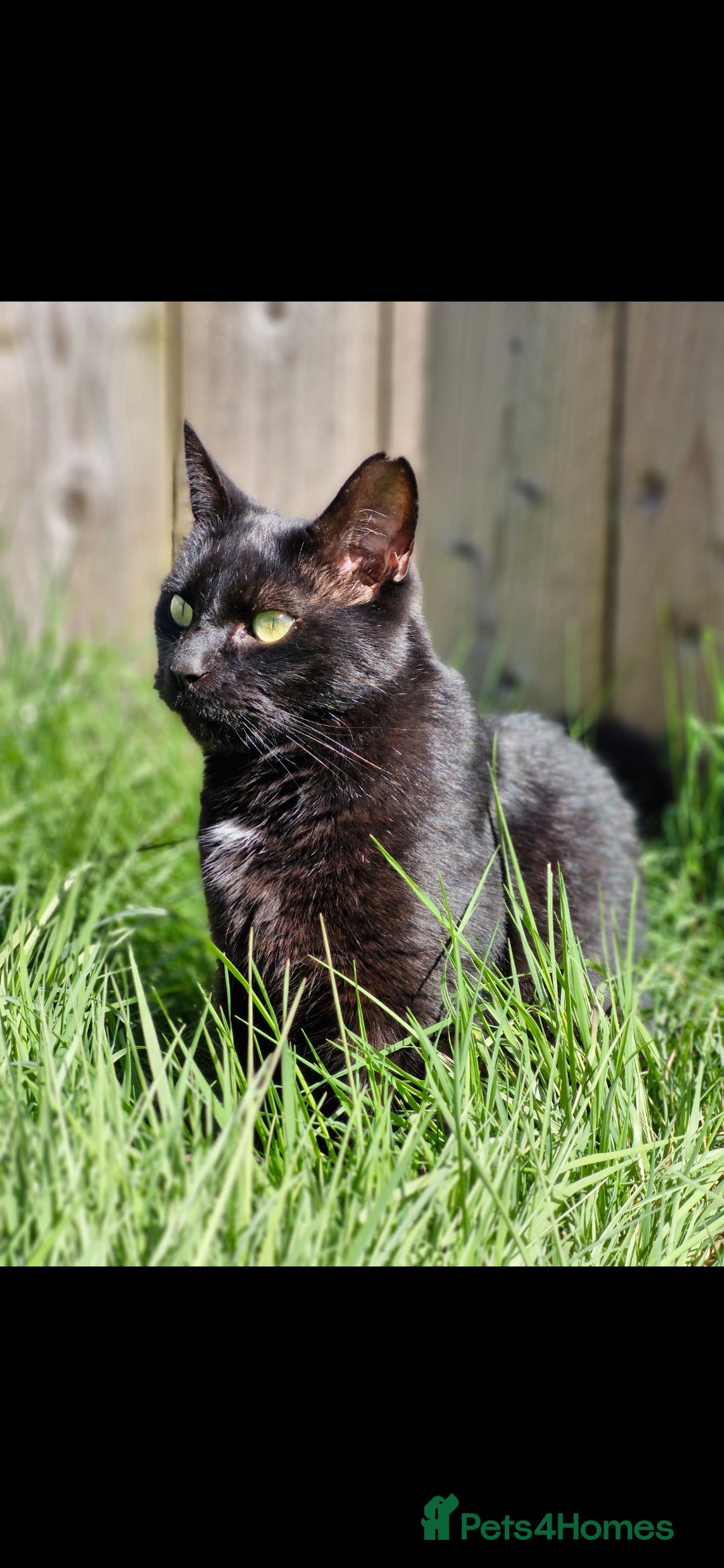 Domestic Shorthair cats for sale: Magic - Image 1