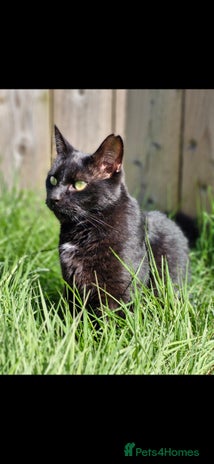 Domestic Shorthair cats - Advert 1