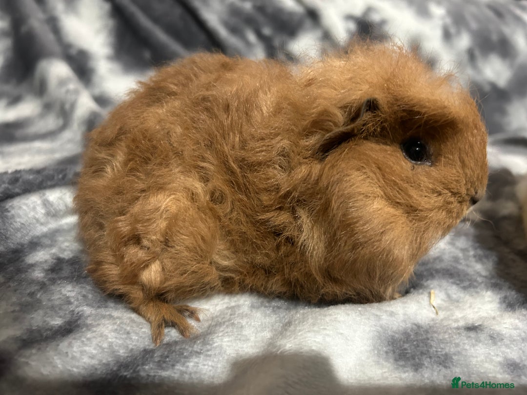 Guinea Pig rodents for sale: Swiss baby boars ready now - Advert 5