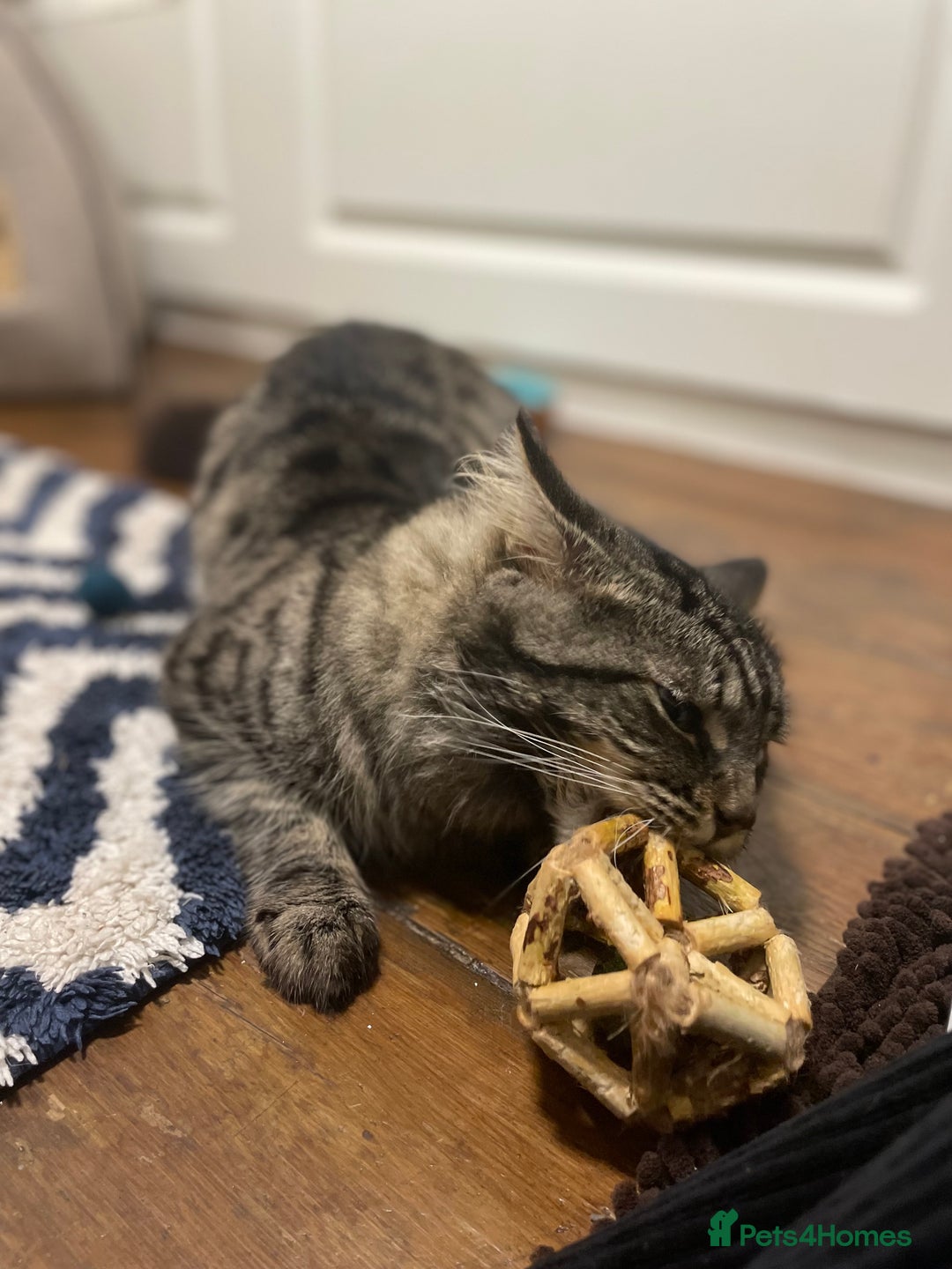 Domestic Shorthair cats for adoption: Fitz, 18 month old male neutered  - Advert 9