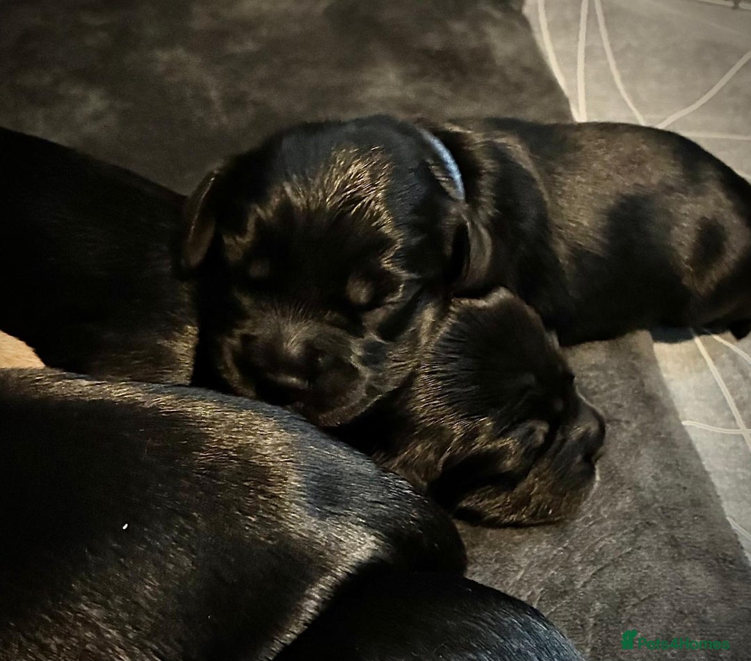 Sprocker dogs for sale: 9 gorgeous Sprocker pups - Image 16