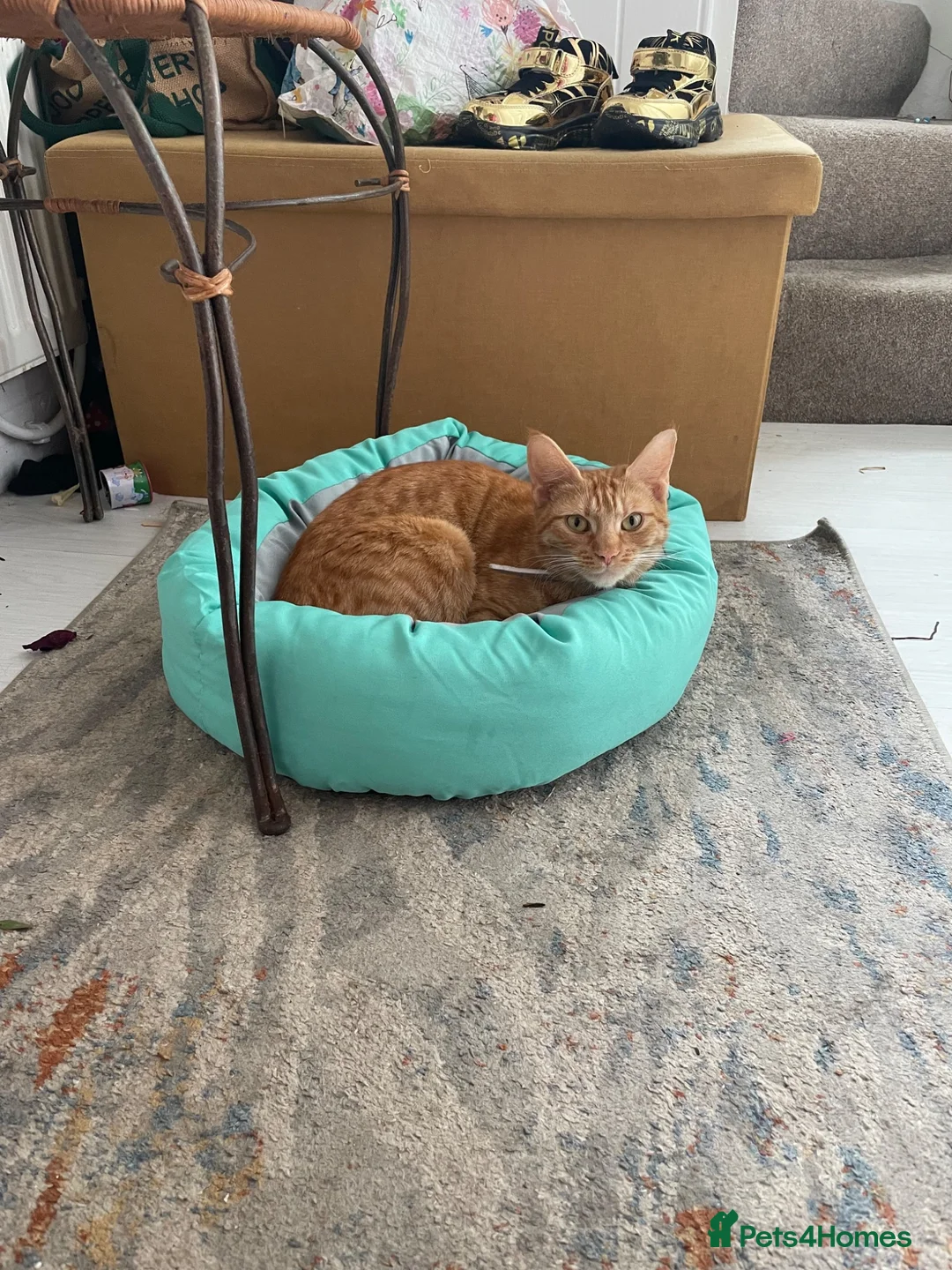 Mixed Breed cats for sale: Little black diamond - Advert 8