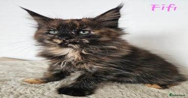 Maine Coon cats - Advert 10