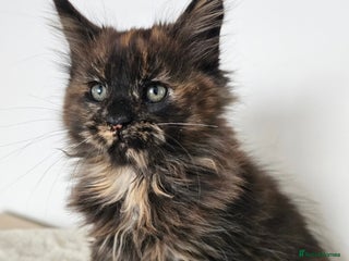 Maine Coon cats for sale - Advert 1